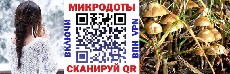 Галлюциногенные грибы Psilocybe  Крымск 